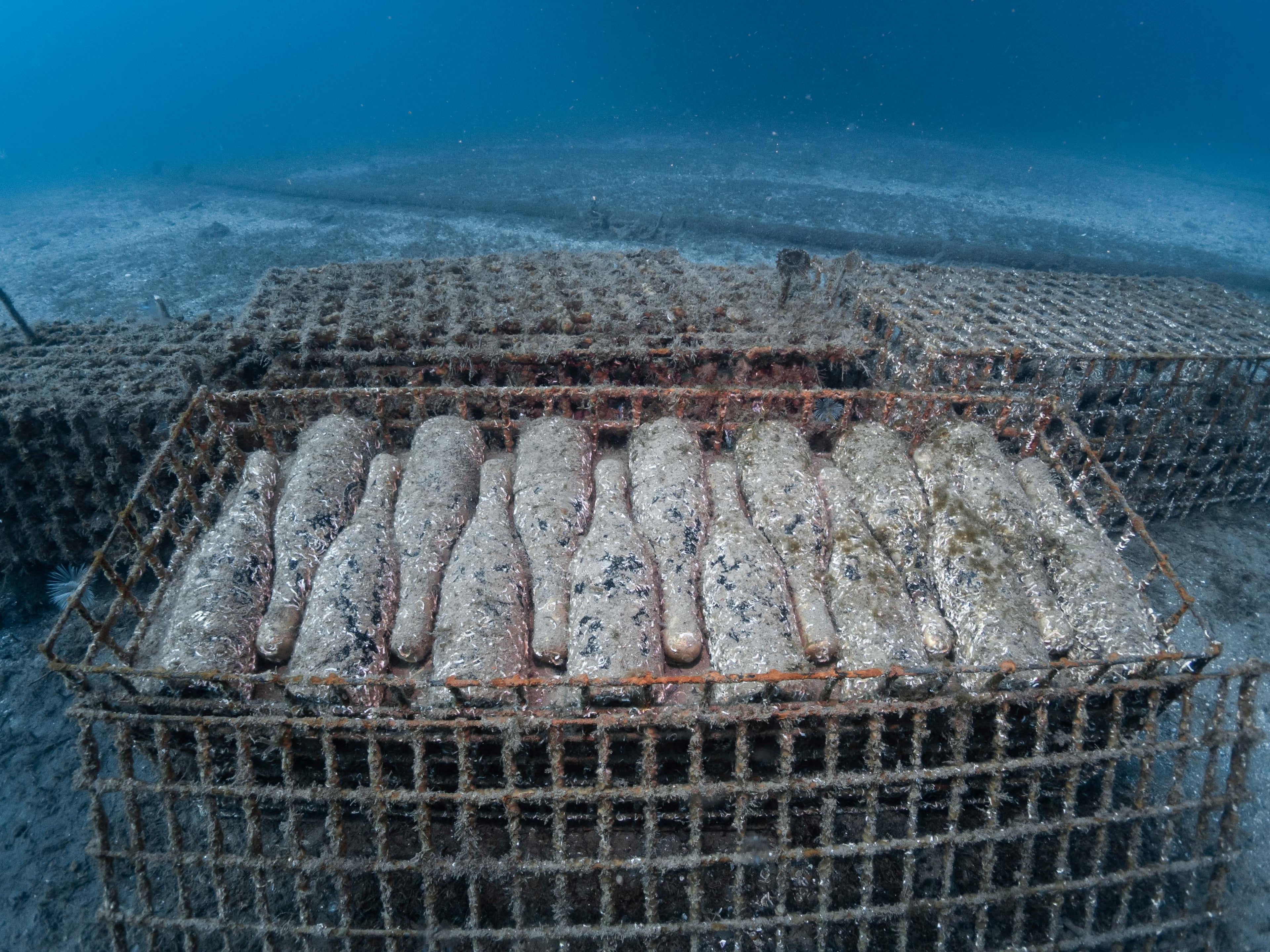 LegaSea - 2021 Collectors Edition (dry red wine)