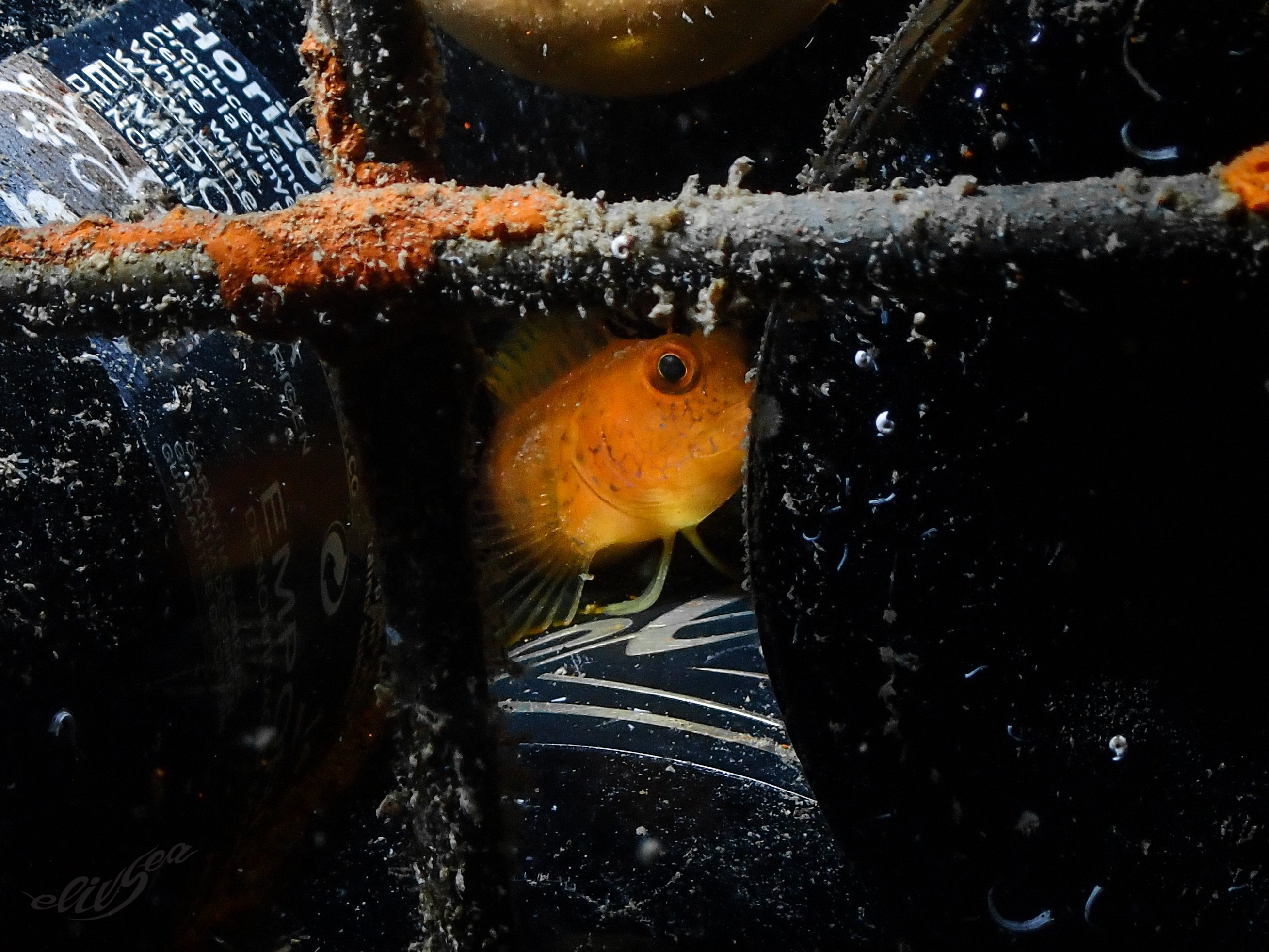 Horizon - 2024  (dry white wine)