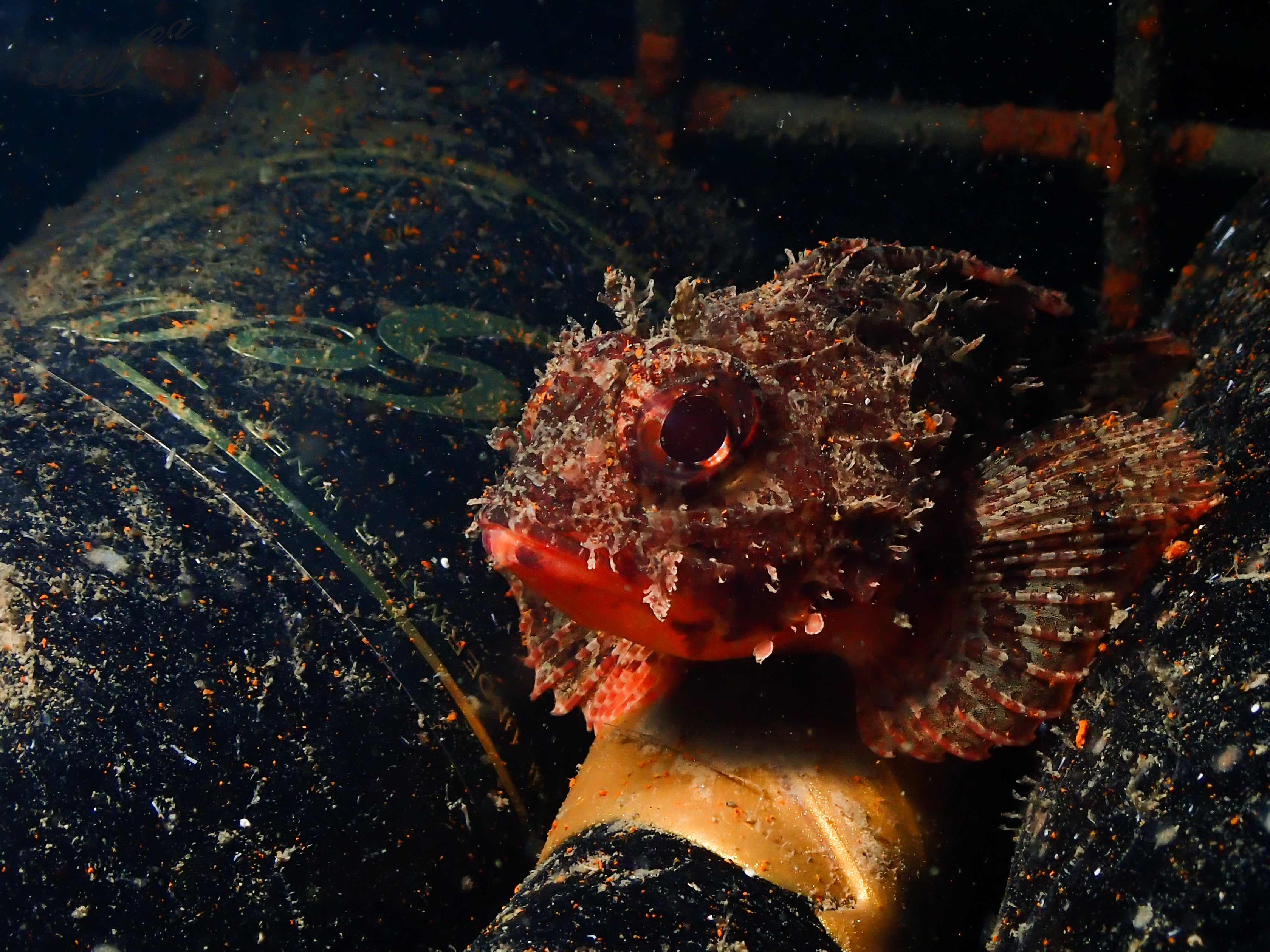 1/2 case: Discovery pack