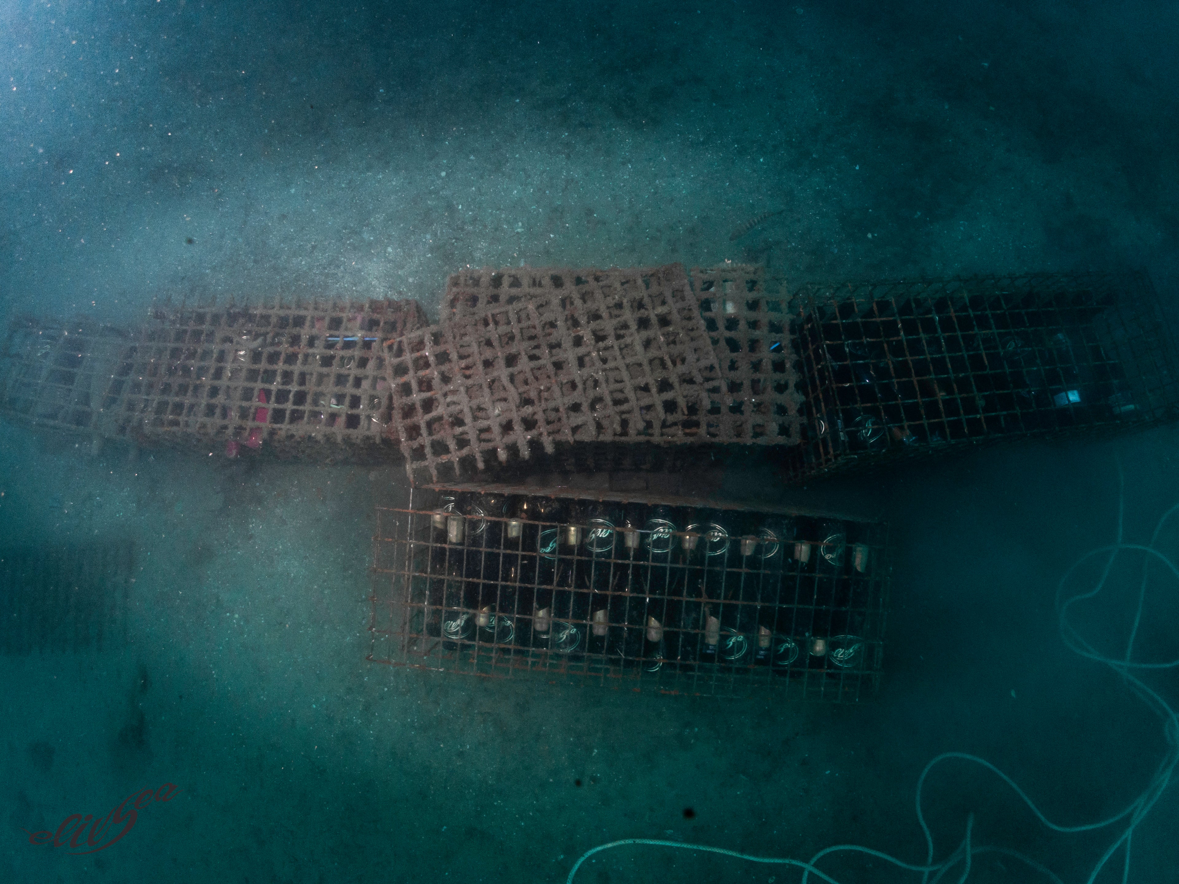 1/2 case: Discovery pack