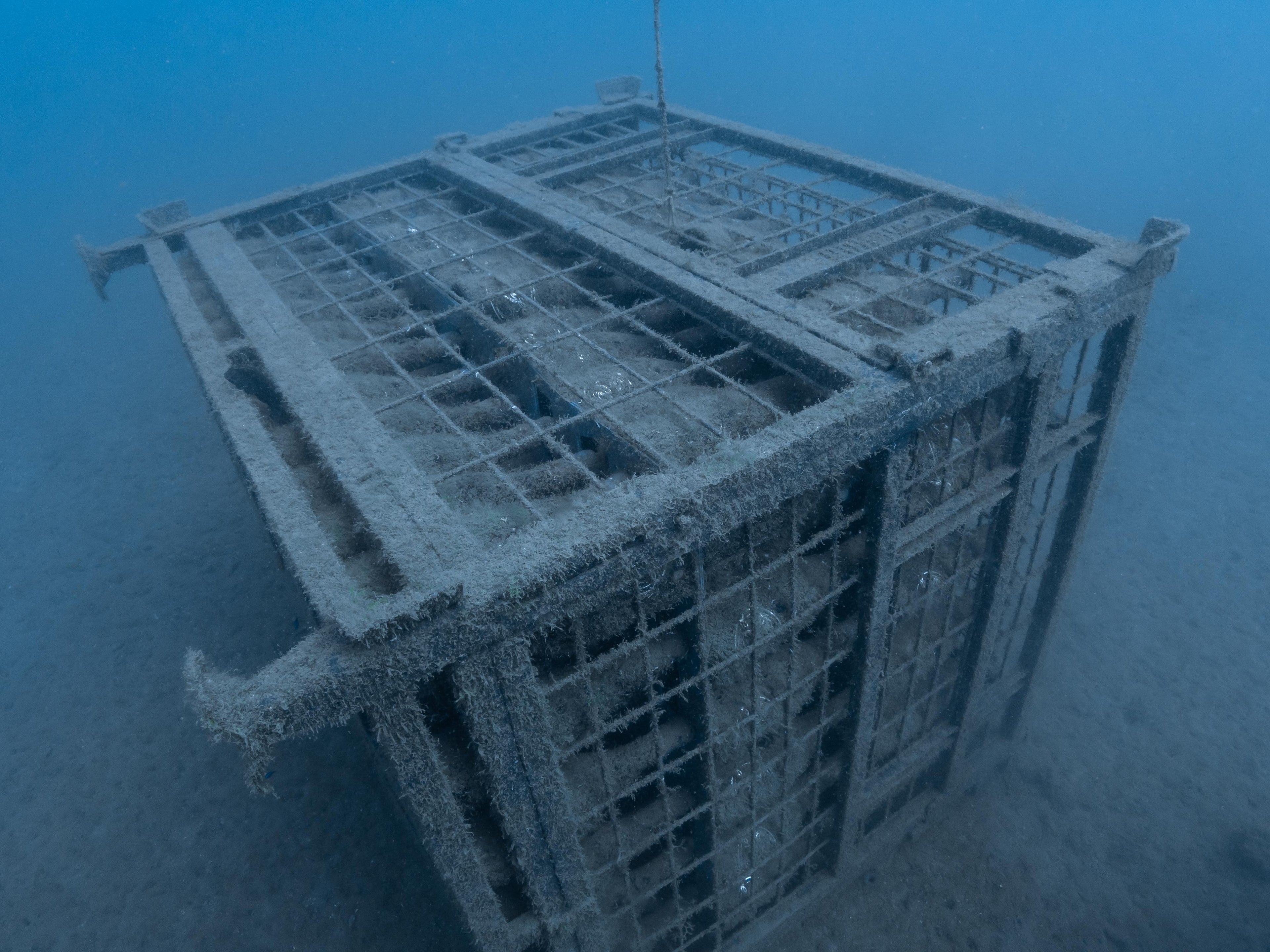 1/2 case: SeaStar - 2024 (dry red wine)