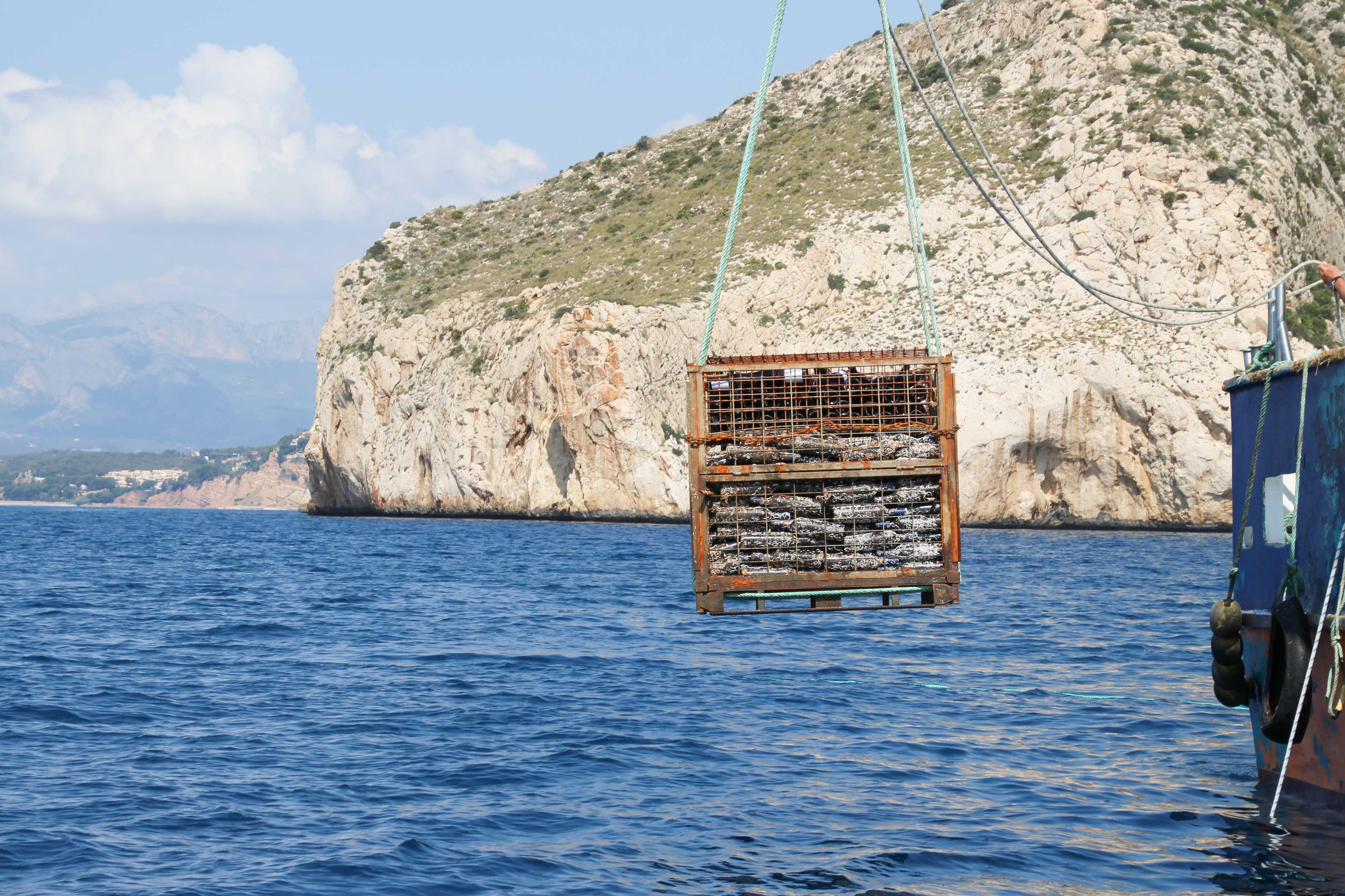 SeaStar - 2024 (dry red wine)