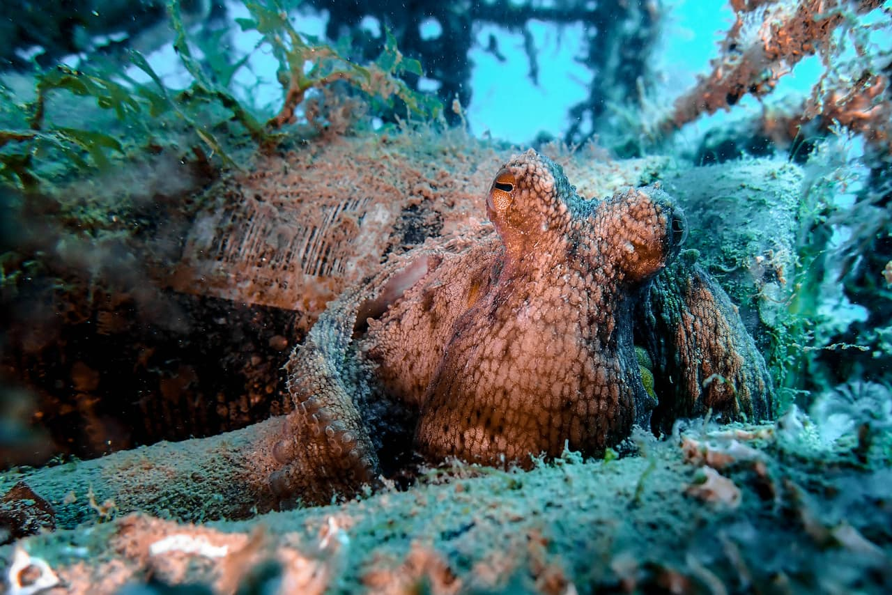 Horizon - 2024  (dry white wine)