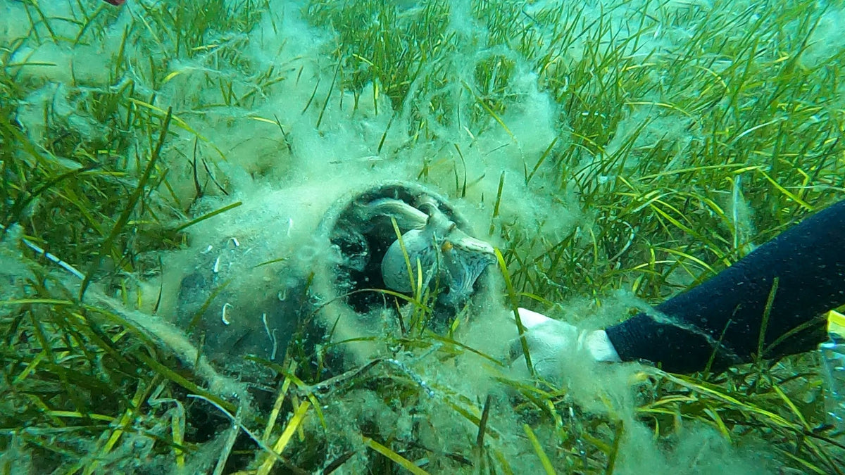 Posidonia seagrass on the sea floor